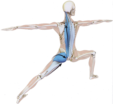 1,194 Muscular System Yoga Images, Stock Photos, 3D objects, & Vectors |  Shutterstock