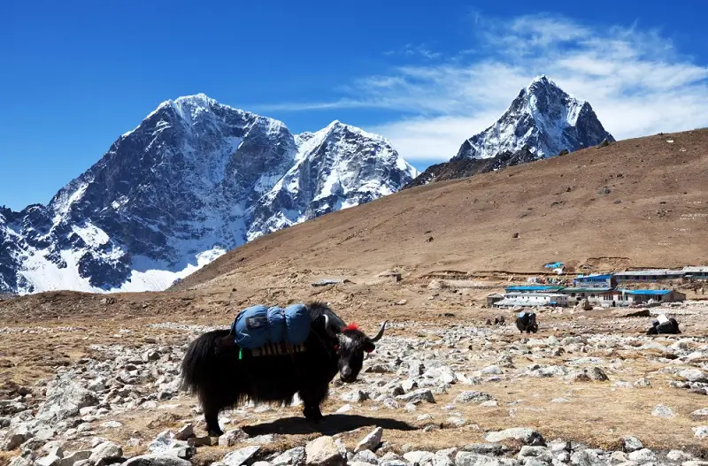 A pack yak on the high Himalayan plateau