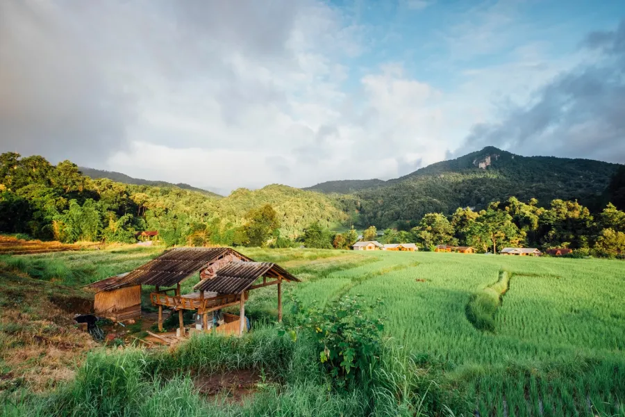 A wooden hut in green rice fields below forested mountains