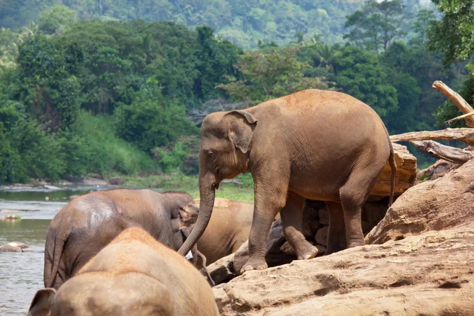 Elephants on the rocks beside a river in the forest